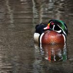 雷火剑动漫官网 漫画:探索奇幻世界的冒险之旅与角色解析 2onz89snv