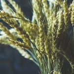 青柠在线观看免费高清电视剧韩国:畅享最新热播剧集,尽在青柠平台! uco4laj