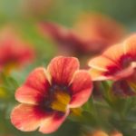 霸道占有欲极强的男主日剧电视剧:揭示爱情背后的控制与执念 ygx8m